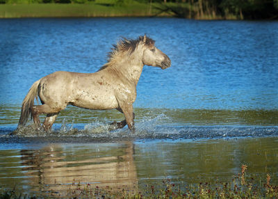 Side view of horse in water