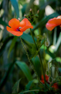 Close-up of flower blooming outdoors