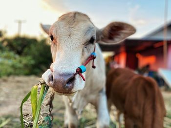 Close-up portrait of cow