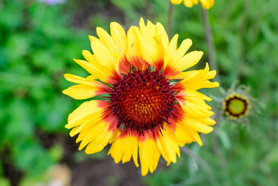 Vivid yellow and red gaillardia flower, common name blanket flower and green leaves in a garden