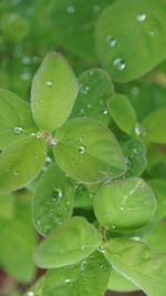 Close-up of leaves