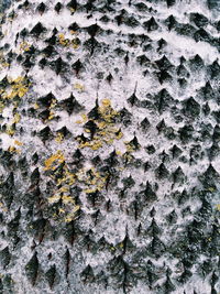 Full frame shot of moss growing on rock