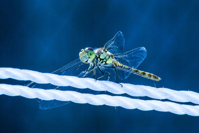 Close-up of damselfly on blue leaf