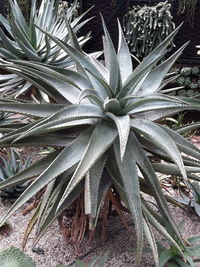High angle view of succulent plant on field