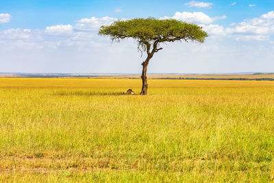 Beautiful savanna landscape in africa with a single tree and resting lions in the shade