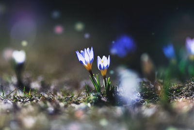 Close-up of purple crocus flowers on field