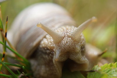 Close-up of snail on plant