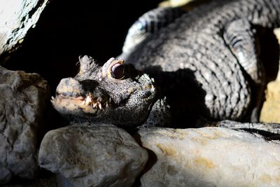 Close-up of lizard on rock