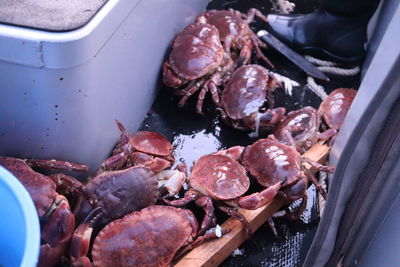 High angle view of crabs in a boat norway