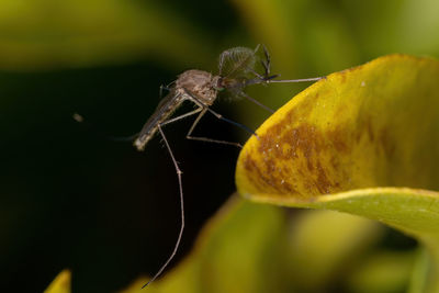 Close-up of insect on flower