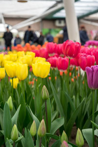 Close-up of red tulips