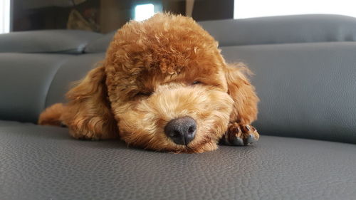 Close-up portrait of dog relaxing on sofa at home