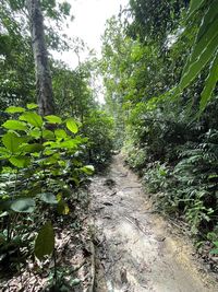 Footpath amidst trees in forest