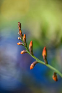 Close-up of flowering plant