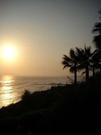 Silhouette of palm trees on beach