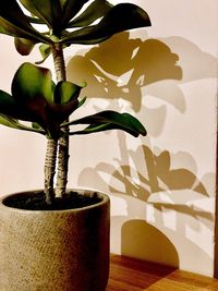 Close-up of potted plant on table at home