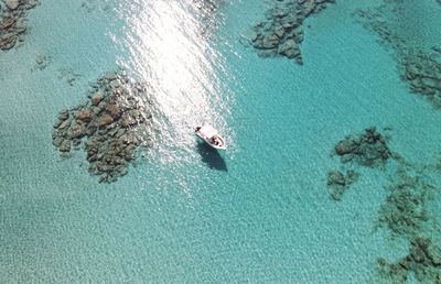 High angle view of fishes swimming in sea