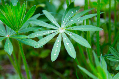 Close-up of water drops on leaf