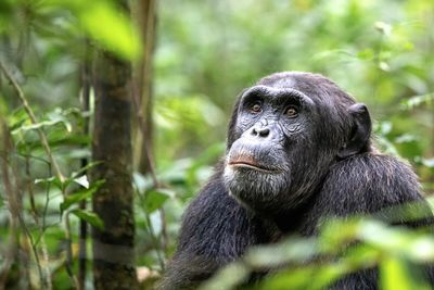 Monkey looking away in forest