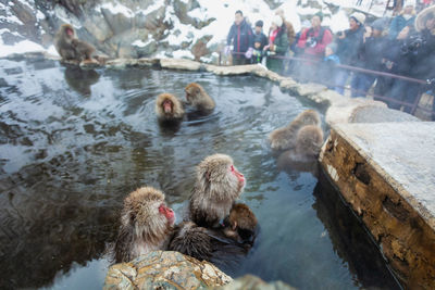 Japanese snow monkeys bathing in hot spring in winter