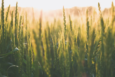 Close-up of wheat growing in field