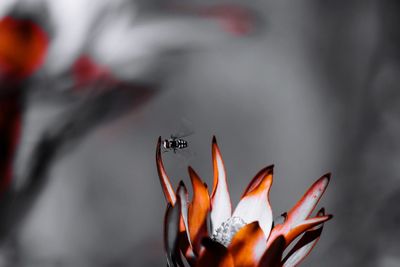 Close-up of orange flower against blurred background