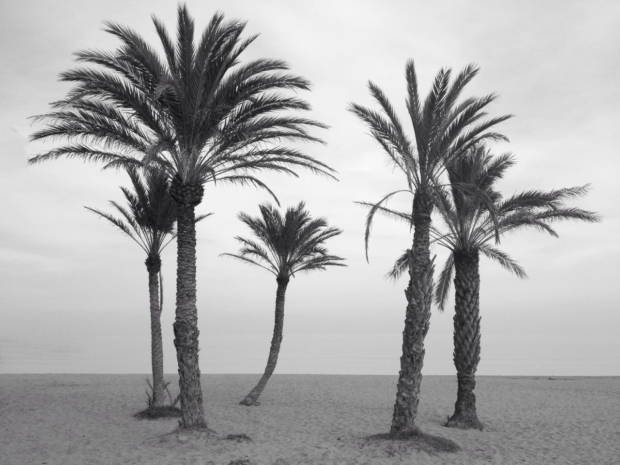 palm tree, sea, beach, tree, tranquility, tranquil scene, horizon over water, tree trunk, water, shore, scenics, sky, nature, beauty in nature, sand, growth, idyllic, coconut palm tree, outdoors, non-urban scene