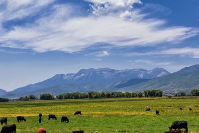 Cow pasture with heard of cows, by heber utah by timpanogos. usa