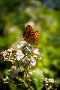 Close-up of butterfly pollinating on flower