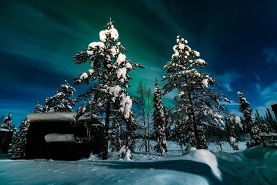 Trees against sky during winter at night