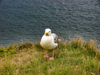 Seagull perching on grass by lake