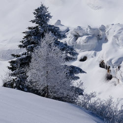 Snow covered land and trees against sky