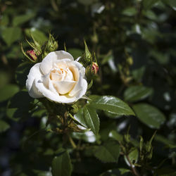 Close-up of white rose bouquet