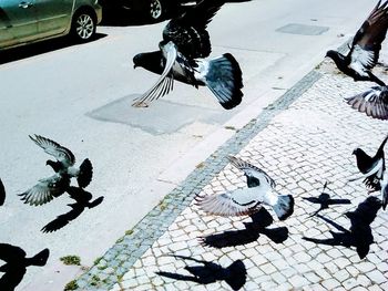 High angle view of birds perching on street