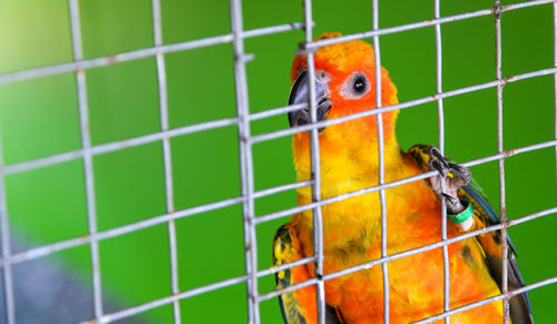 Close-up of parrot in cage