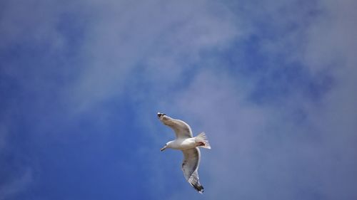 Low angle view of seagull flying against sky