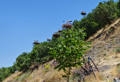 Low angle view of trees against clear blue sky