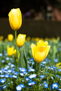 Close-up of yellow flower