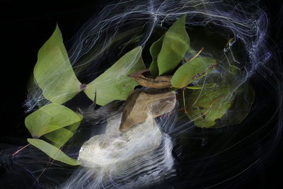 Close-up of green leaves on black background