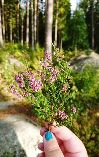 Close-up of hand holding flowers