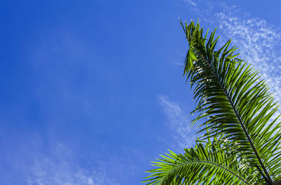 Low angle view of coconut palm tree against blue sky