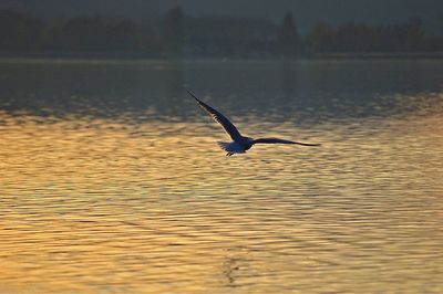 View of birds in water
