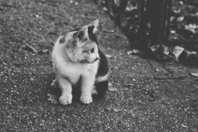 Close-up of cat sitting on footpath