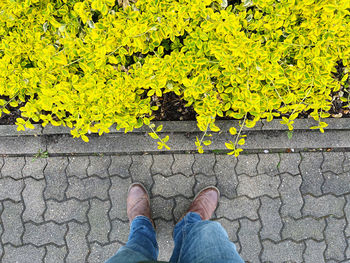 Low section of person standing on yellow leaf