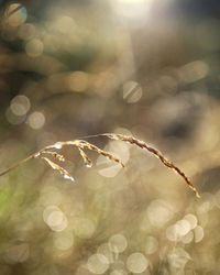 Close-up of plant against blurred background