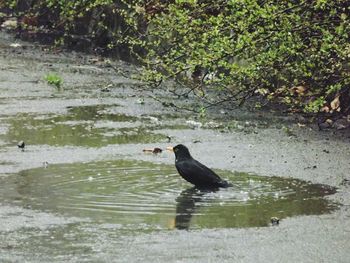 Duck swimming in lake