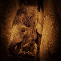 Close-up of elephant