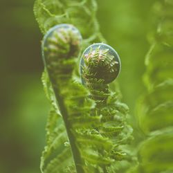 Close-up of snake on plant