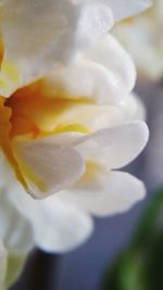 Close-up of yellow flower