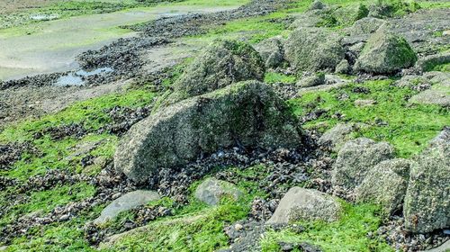 Moss growing on rock